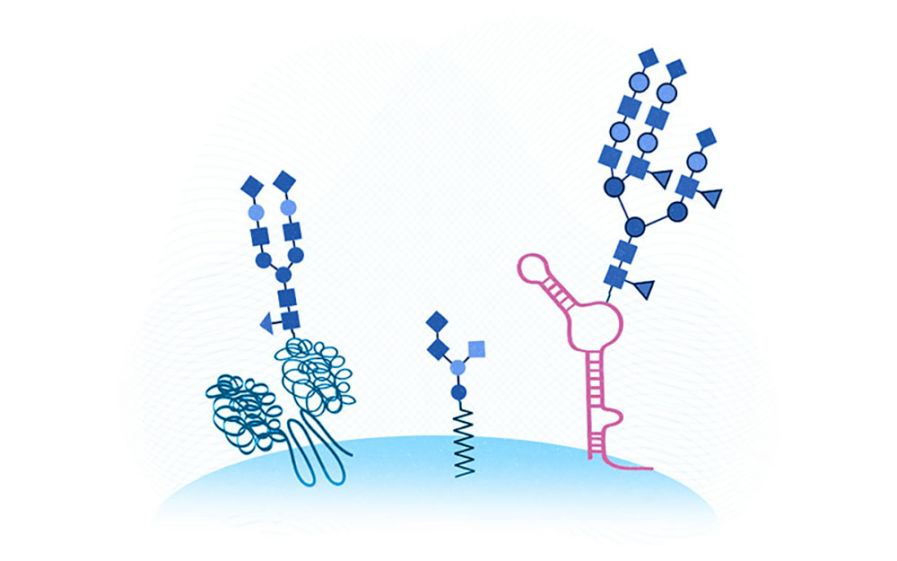 在细胞表面显示三个“手”的GlycoRNA插图。从左到右分别是糖蛋白、糖脂和新发现的糖corna