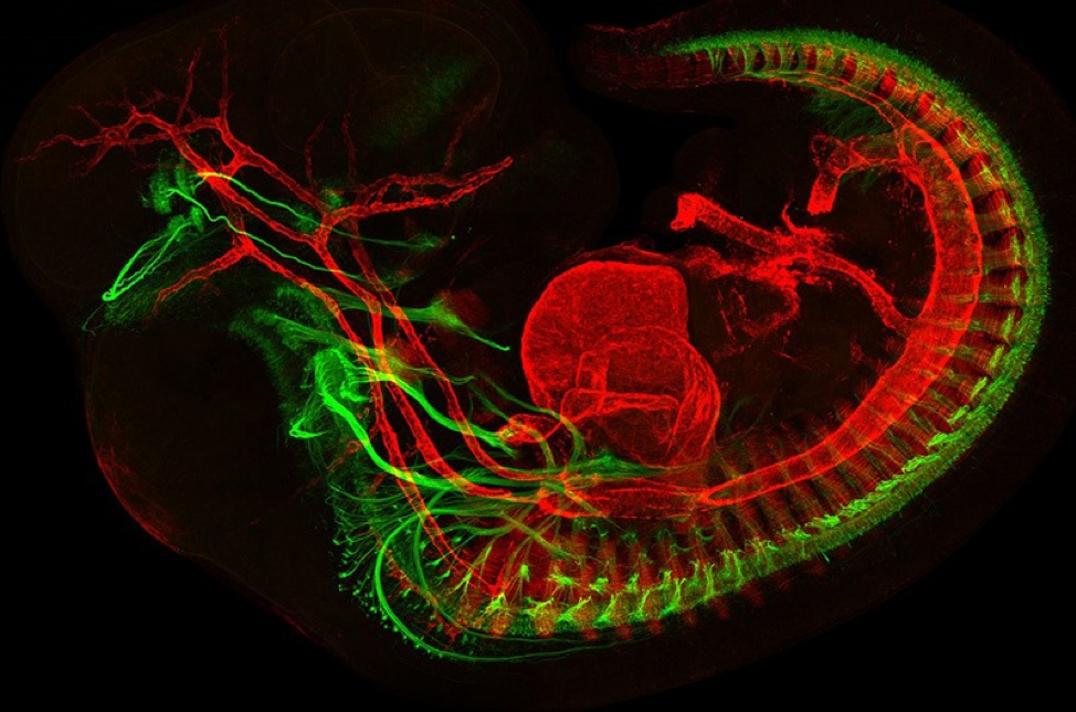 黑色背景下的红色和绿色老鼠胚胎图像。