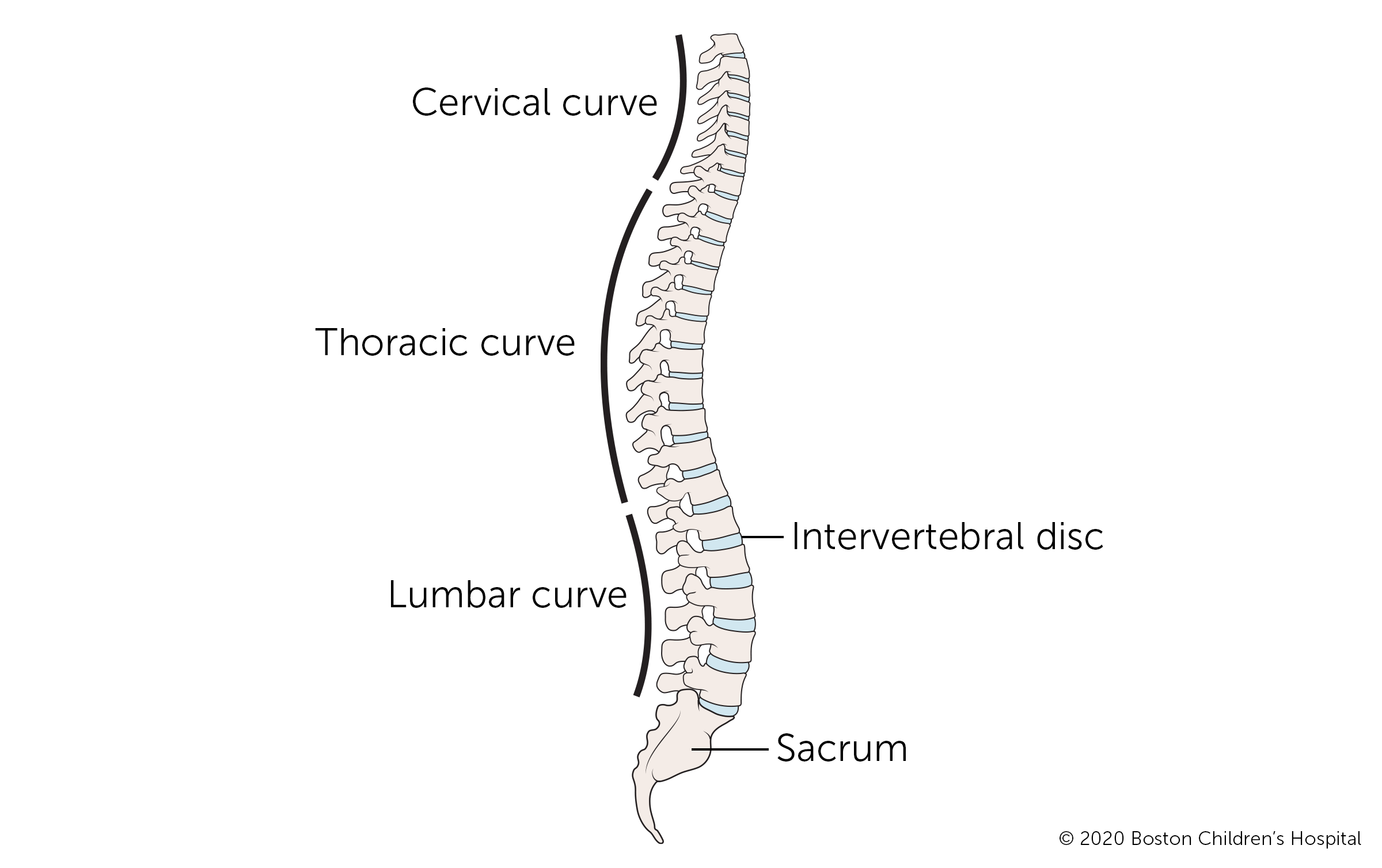 从上到下，脊椎的区域分别是颈椎(颈部)、胸椎(中背部)、腰椎(下背部)和骶骨(尾骨)。