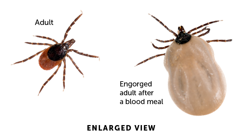 黑腿蜱，也被称为鹿蜱，是莱姆病的携带者。
