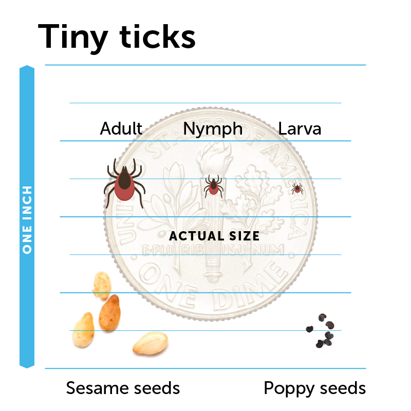 这张图显示了成年蜱虫、若虫和幼虫与芝麻和罂粟种子的大小对比。