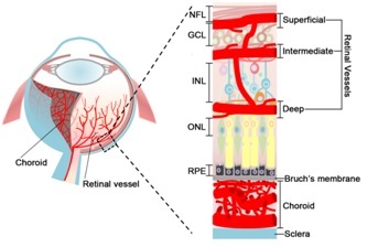 视网膜层图
