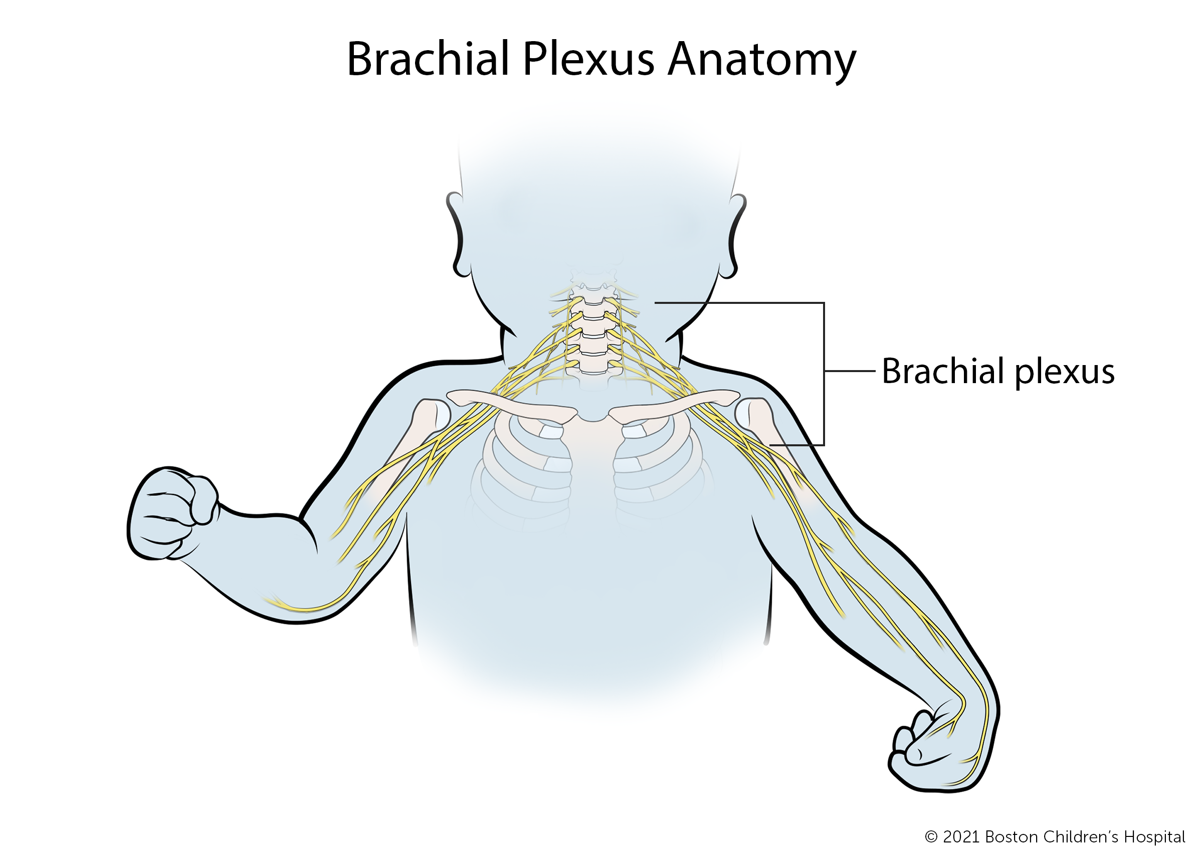 臂丛解剖学:臂丛是一个神经网络，连接脊髓到肩膀，手臂和手。