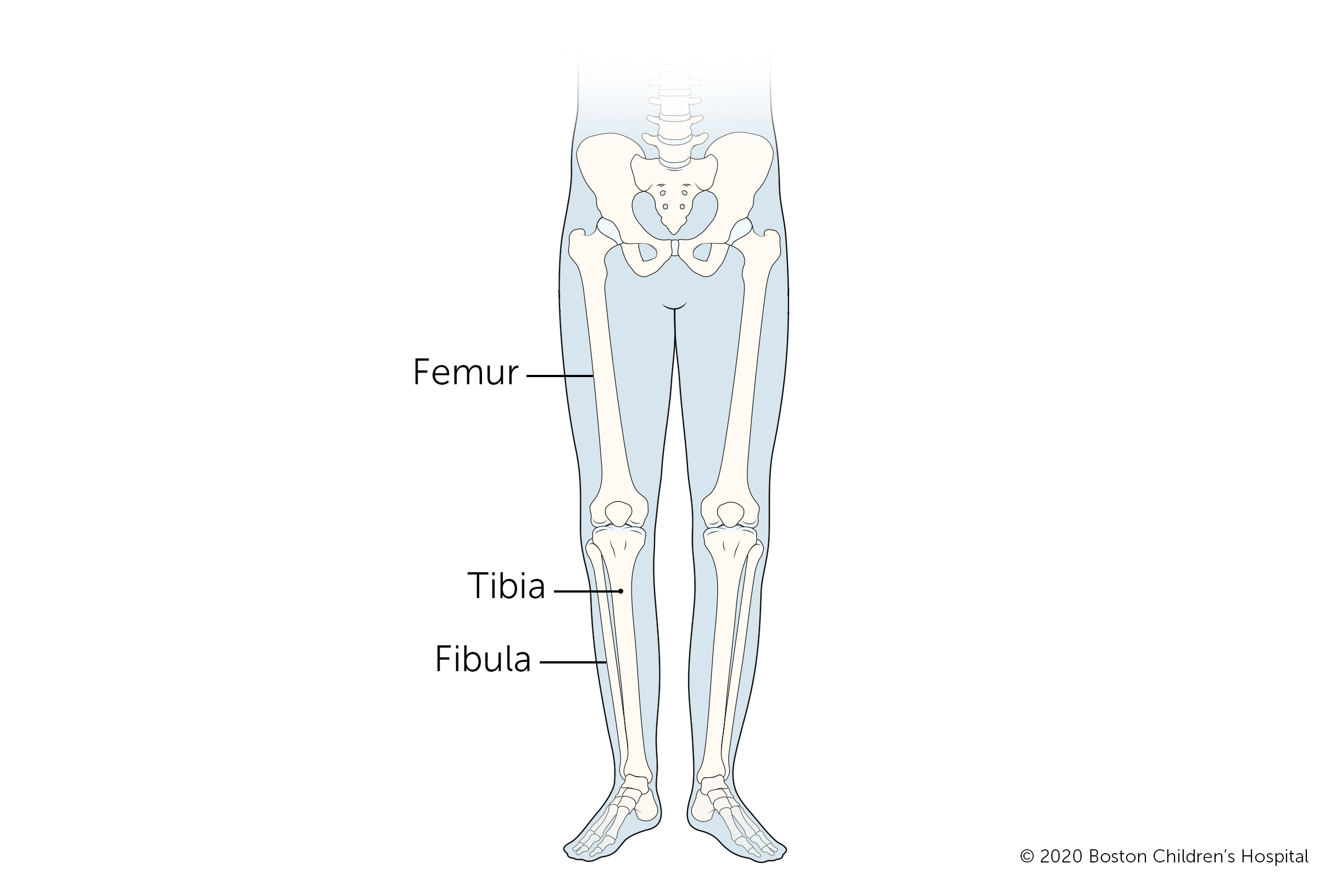这是腿上的三根长骨:股骨，胫骨和腓骨。