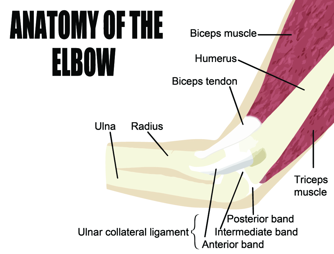 肘关节由尺肌、桡骨、肱二头肌、肱二头肌、肱三头肌和尺侧副韧带组成。