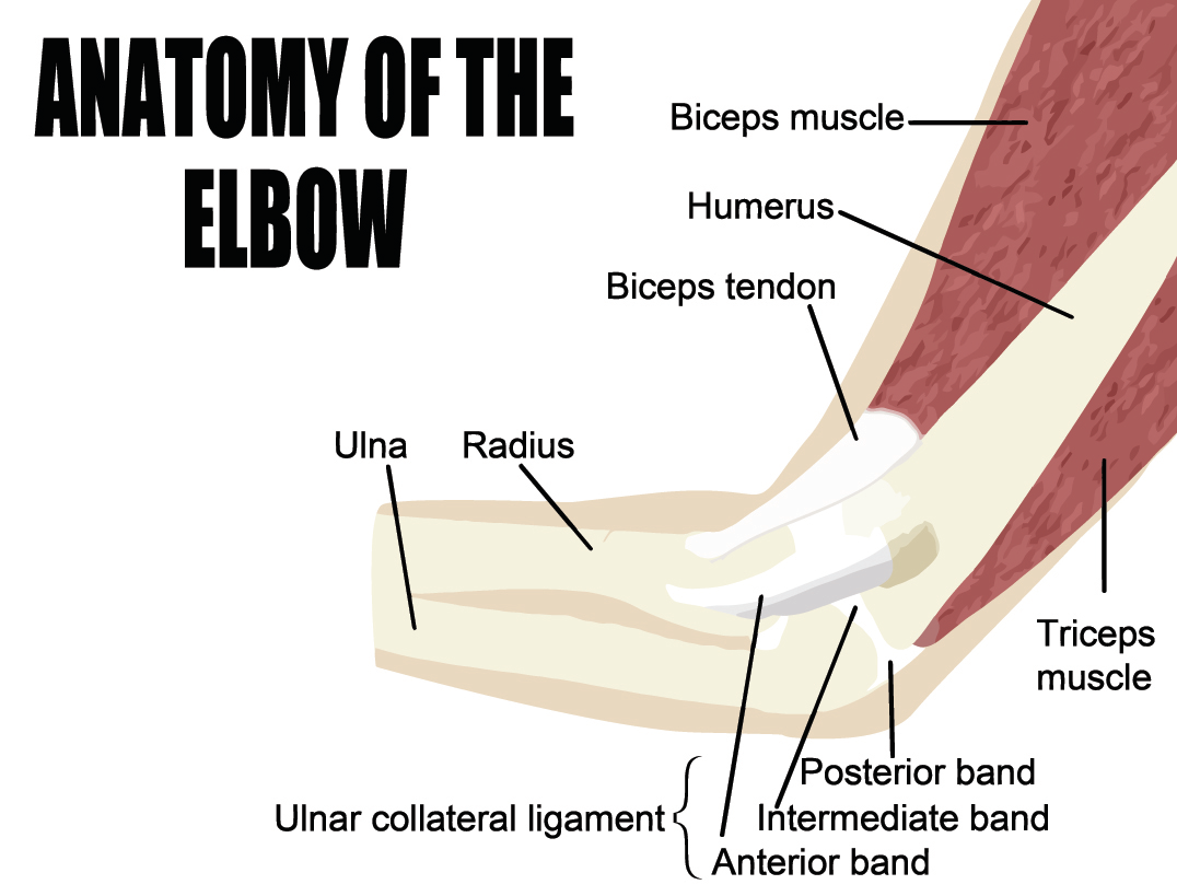 这是手肘的解剖结构。