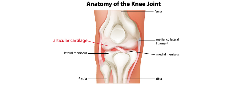 膝关节周围的组织包括关节软骨、外侧半月板、腓骨、胫骨、医用半月板、内侧副韧带和股骨。