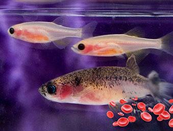 有红细胞的斑马鱼